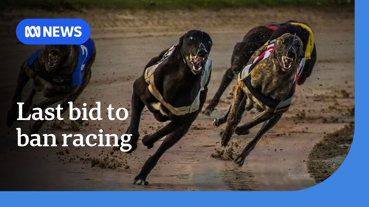 RSPCA appeals for greyhound ban to pass parliament | ABC News