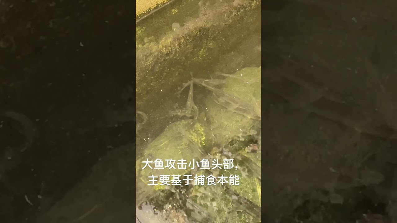 为什么大鱼喜欢攻击小鱼头部，一口吞下 #lure