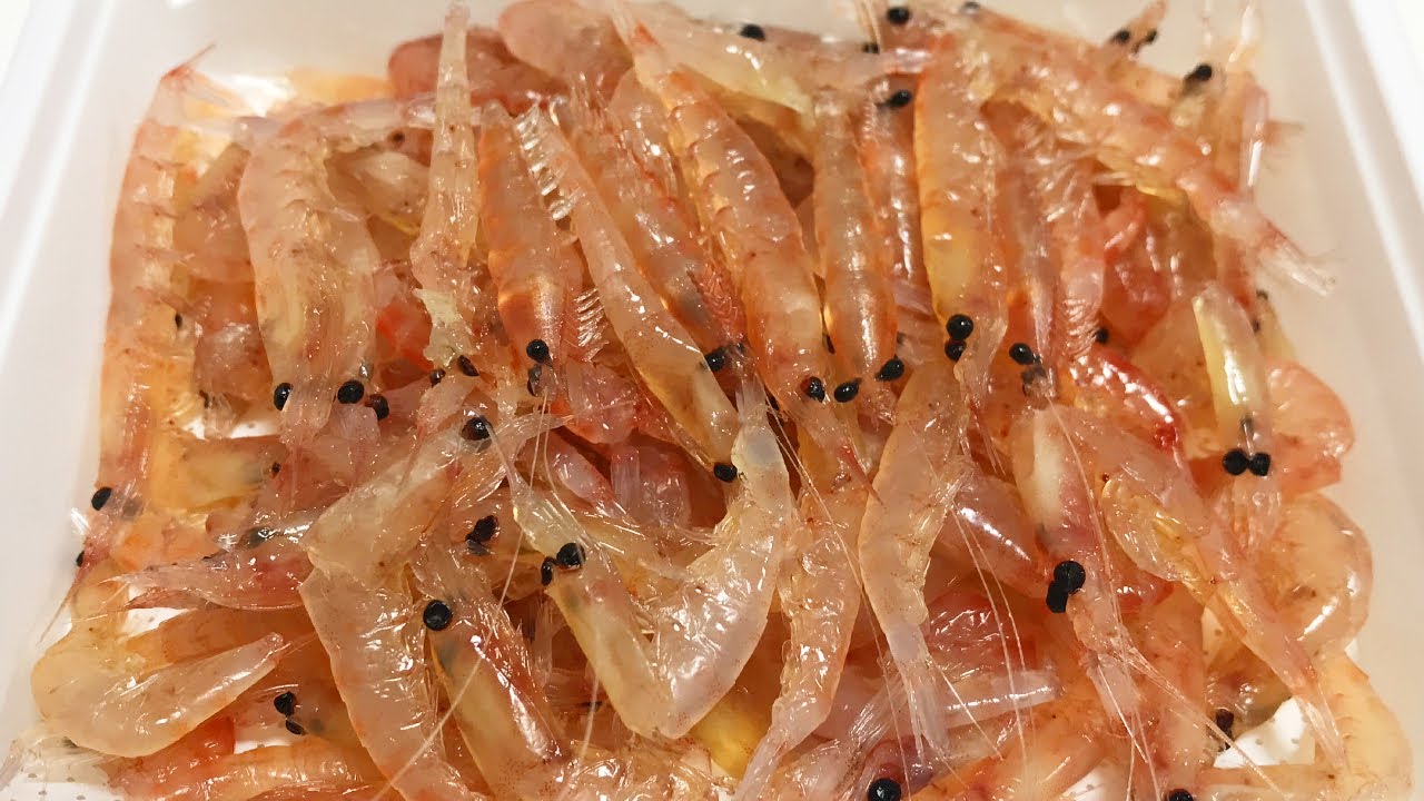 オキアミ激似のワームを海に入れてみると・・・