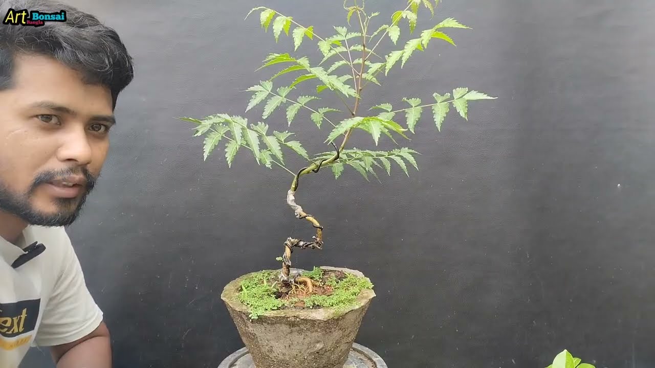 Neem Tree growing For Bonsai || নিম গাছের বনসাই করার পদ্ধতি..