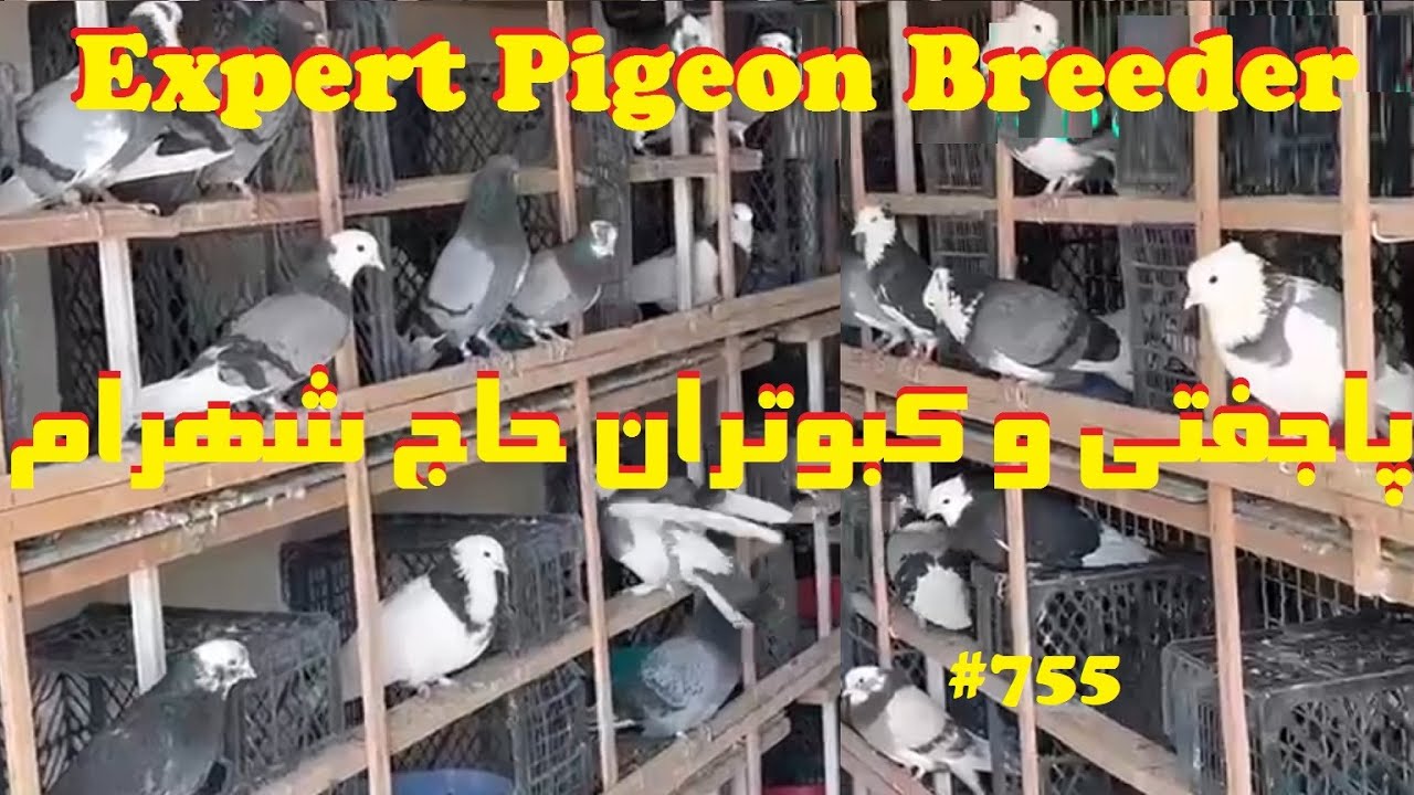 پاجفتی ونمایش کبوتران چندهزارتایی حاج شهرام جعفری نژاد ایران و آمریکا IRAN & USA MANY PIGEON BREEDER