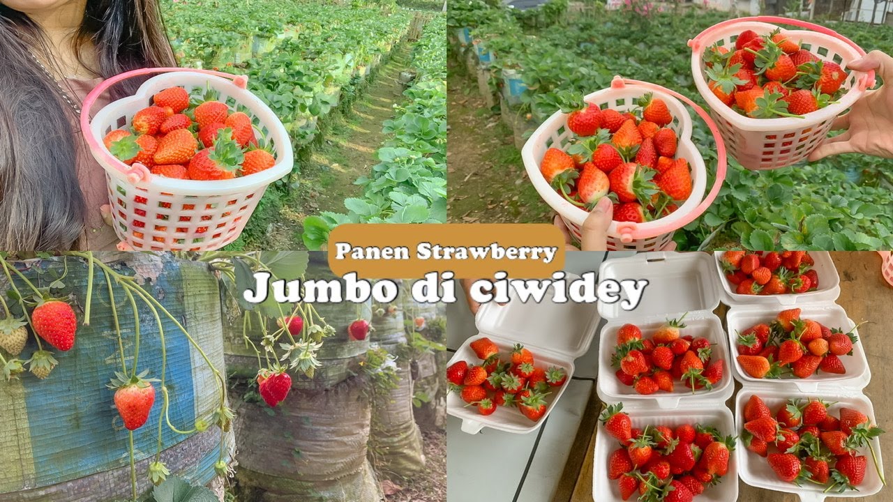 PANEN STRAWBERRY JUMBO DI BANDUNG CIWIDEY🍓🍓