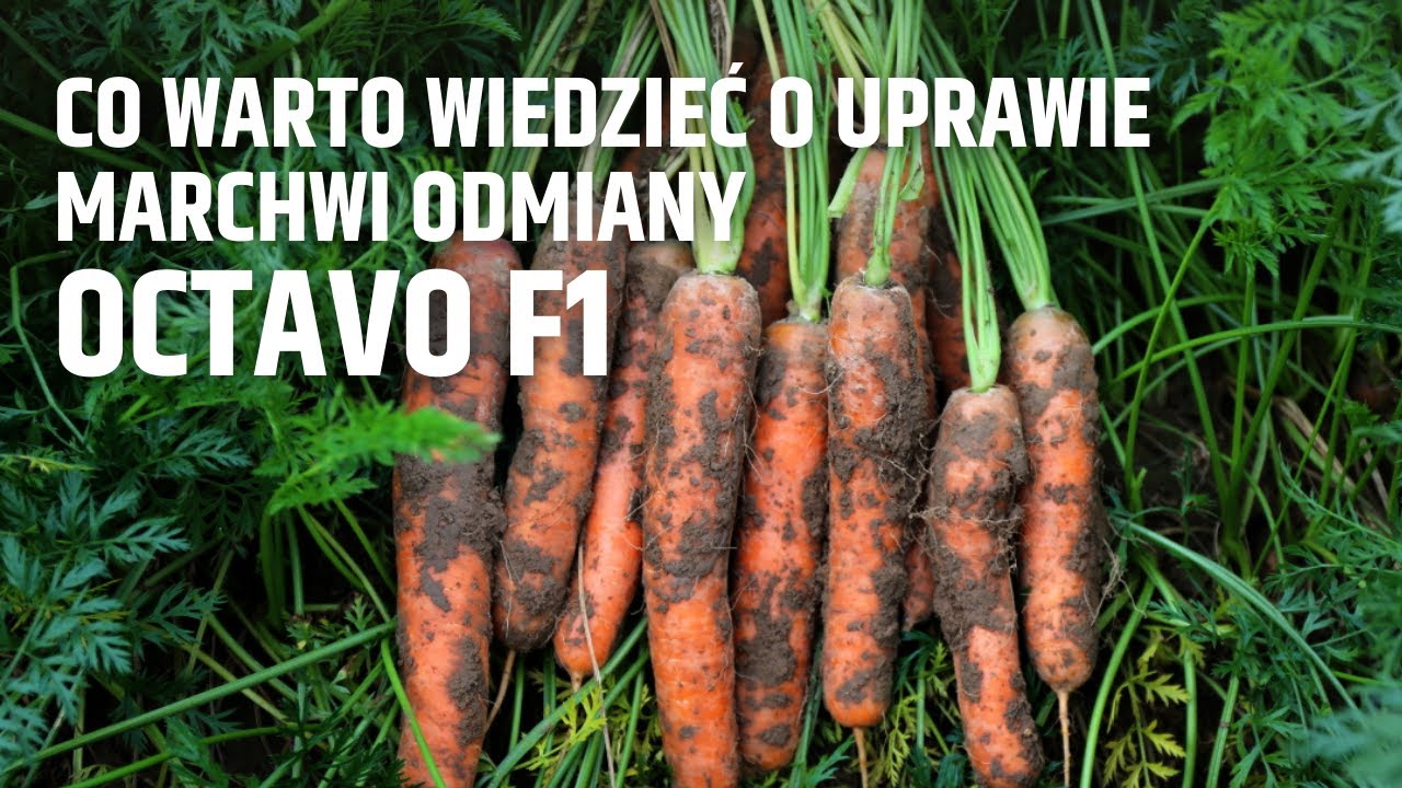 Co warto wiedzieć o uprawie marchwi odmiany Octavo