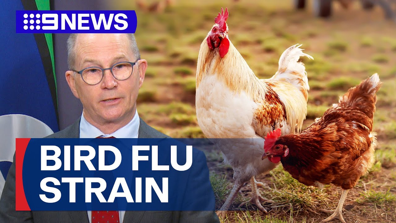 New strain of deadly bird flu likely to land in Australia | 9 News Australia