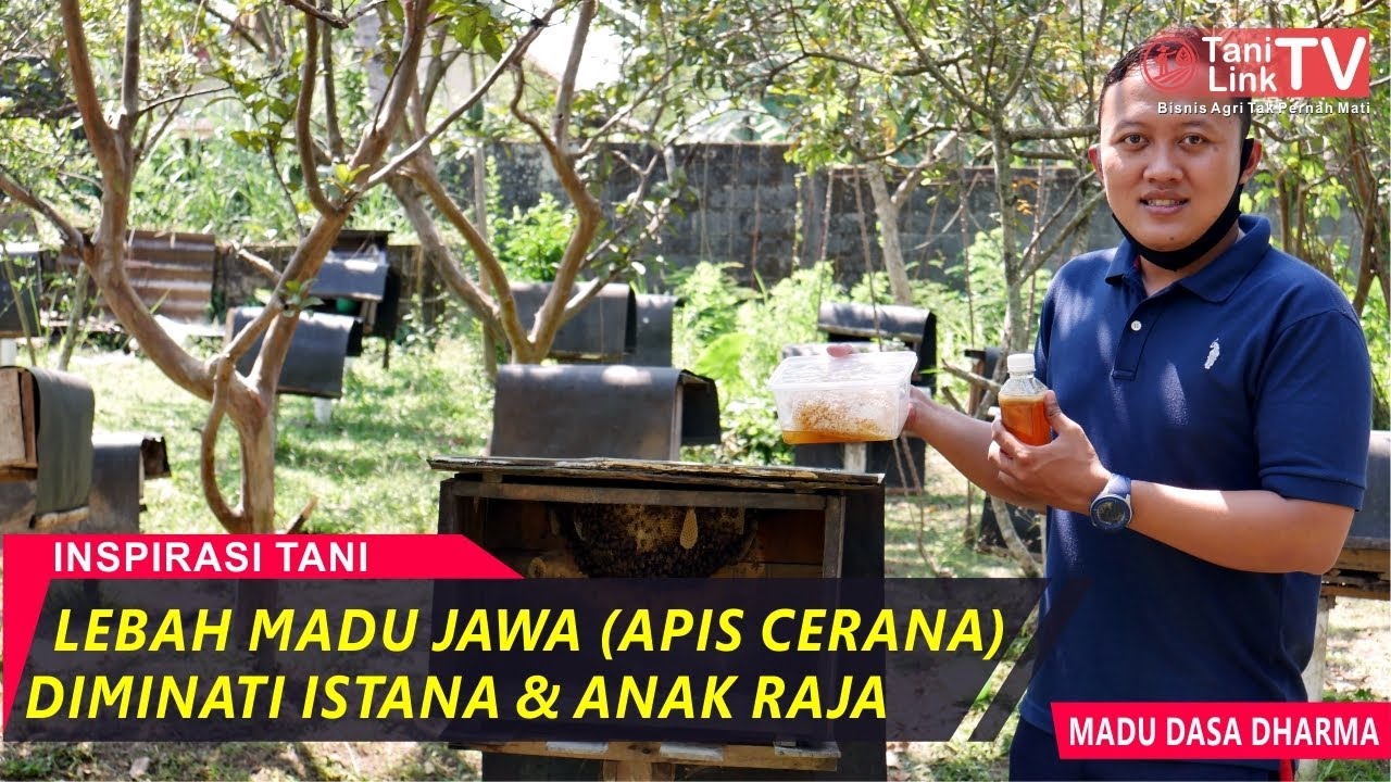 Panen Madu Lebah Jawa yang Mulai Langka, Ambil Langsung Dari Sarangnya!