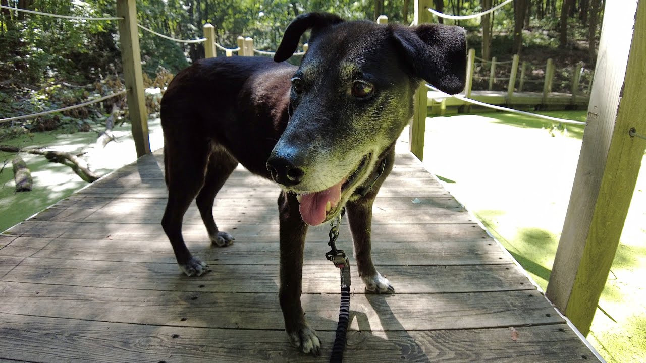 Forest Walk w/ Bailey - Summer Afternoon - Black Pond Woods - Ann Arbor Nature - Michigan Pup 🐾❤️🌳