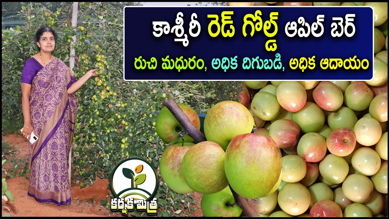 కాశ్మీరీ రెడ్ గోల్డ్ రేగు సాగుతో మహిళా రైతు విజయం || Kashmiri Red Gold Apple Ber || Karshaka Mitra