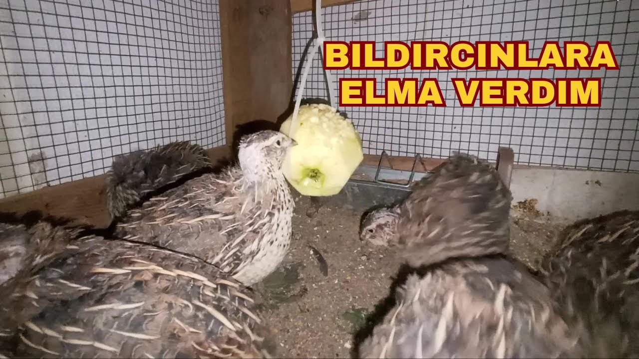 🍏 Bıldırcınlarla Elma Ziyafeti | 10x Hızda Eğlenceli Anlar 🐥✨