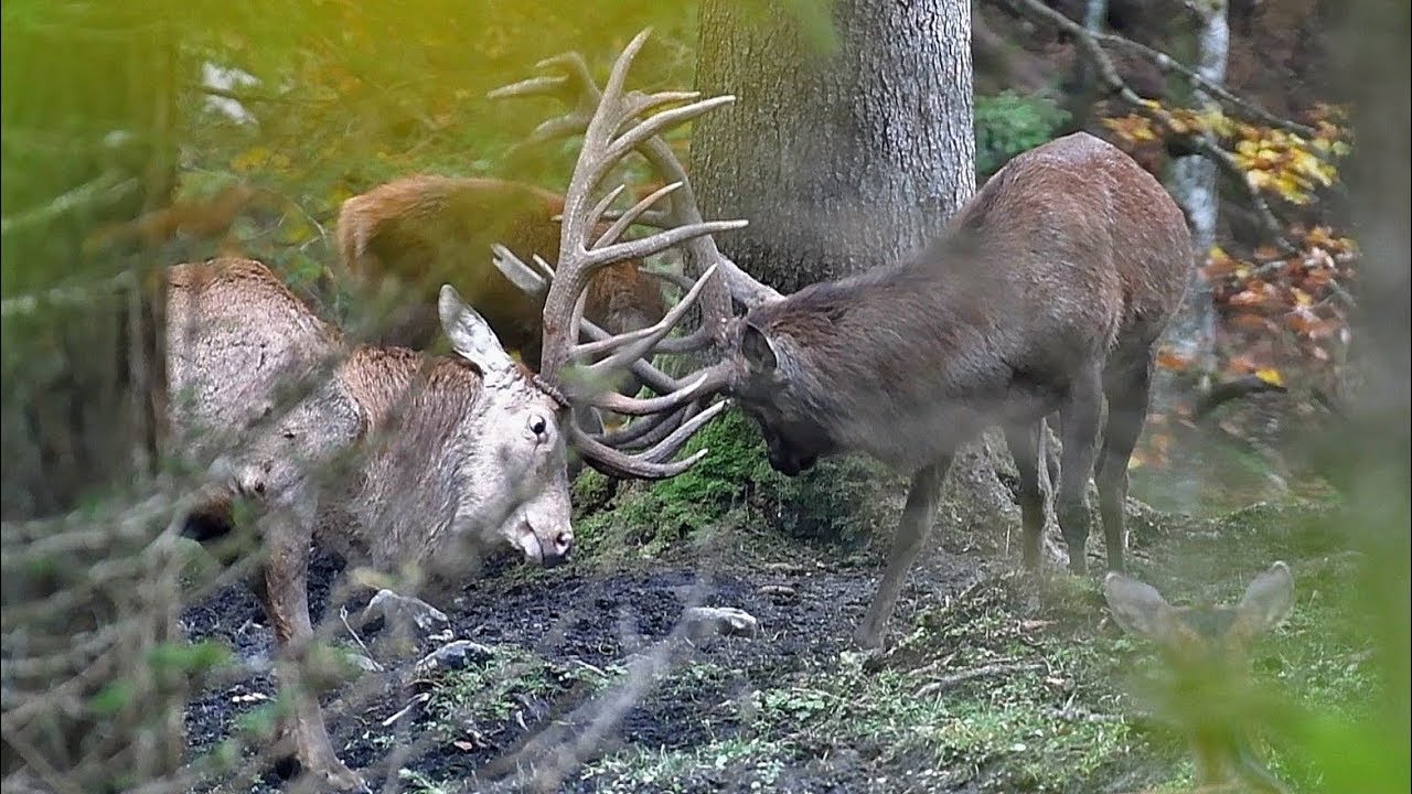 Hirschbrunft in den Alpen #3