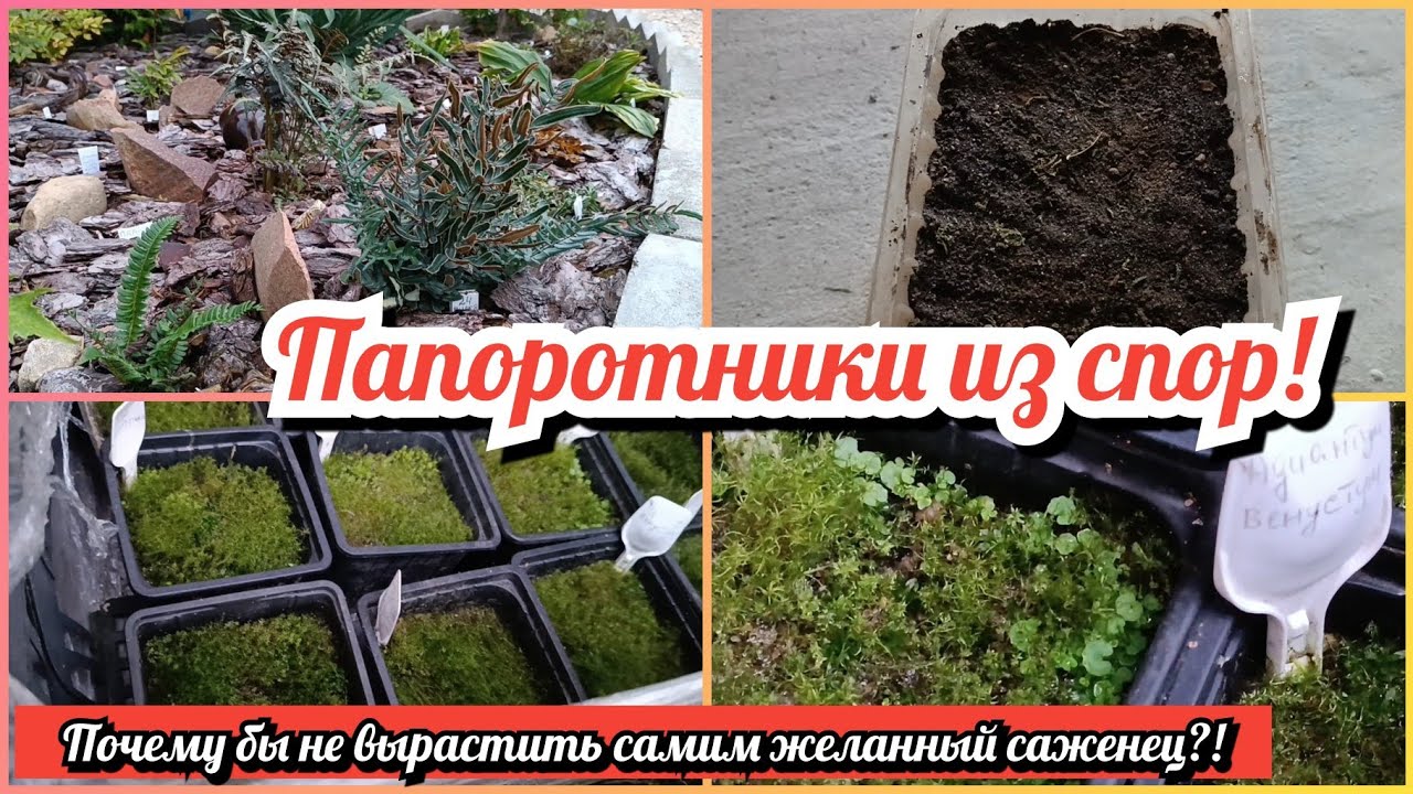 ПАПОРОТНИКИ ИЗ СПОР! Почему бы не вырастить самим желанный саженец?!