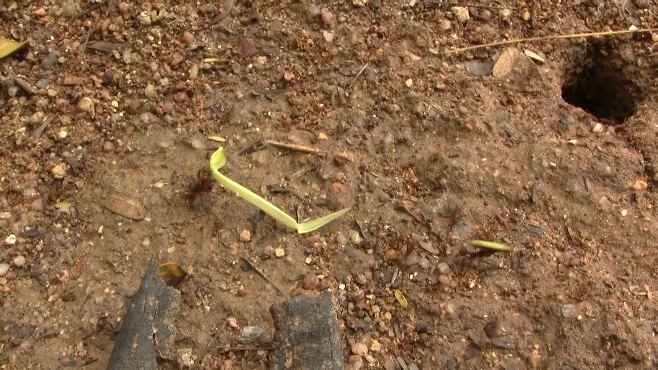 Leafcutter Ants, Workers. Рабочие муравьи-листорезы (2551sp).