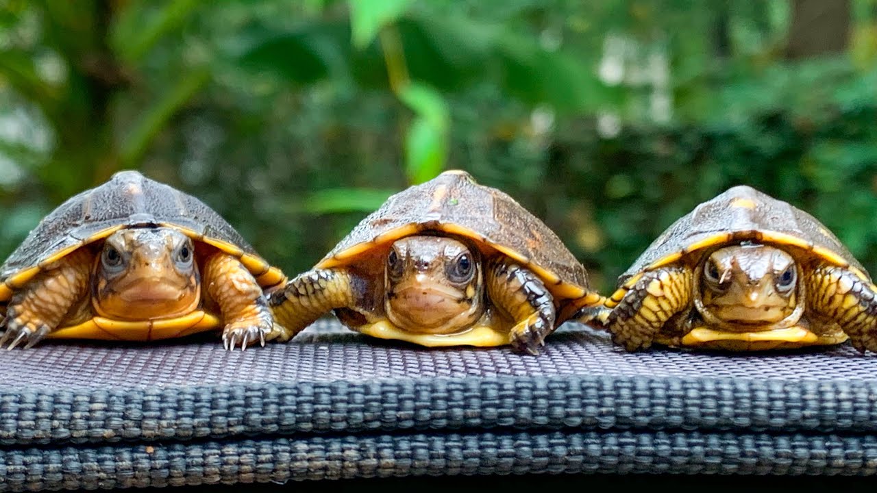 Gulf coast box turtles! My baby turtles and adults, and everything you need to know!!