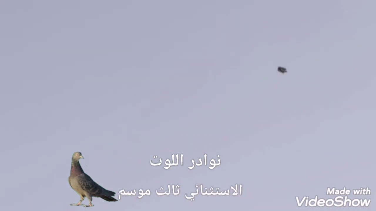 الاستثنائي ولد عصر النهضه