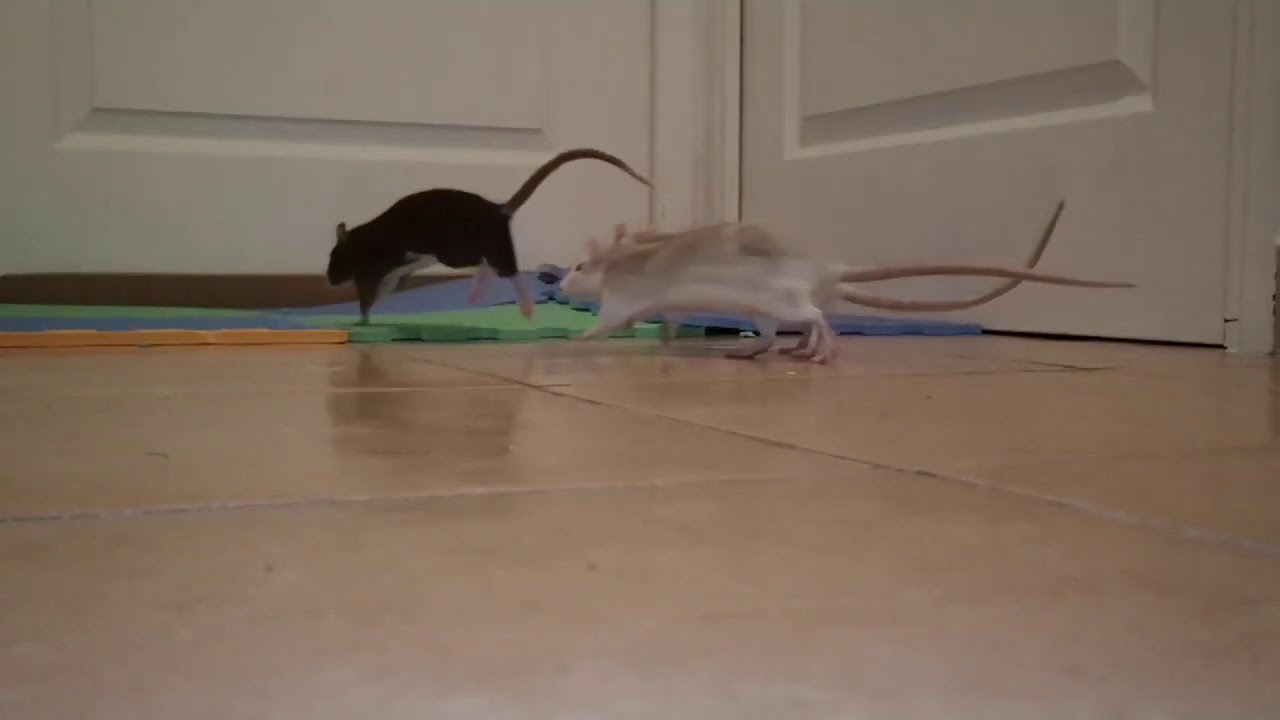 Rats running in slow motion