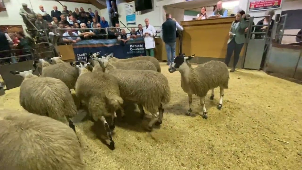 Главные события распродажи Bentham Mule 2022