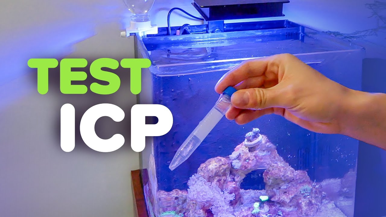 Moje pierwsze testy ICP #aquaforest