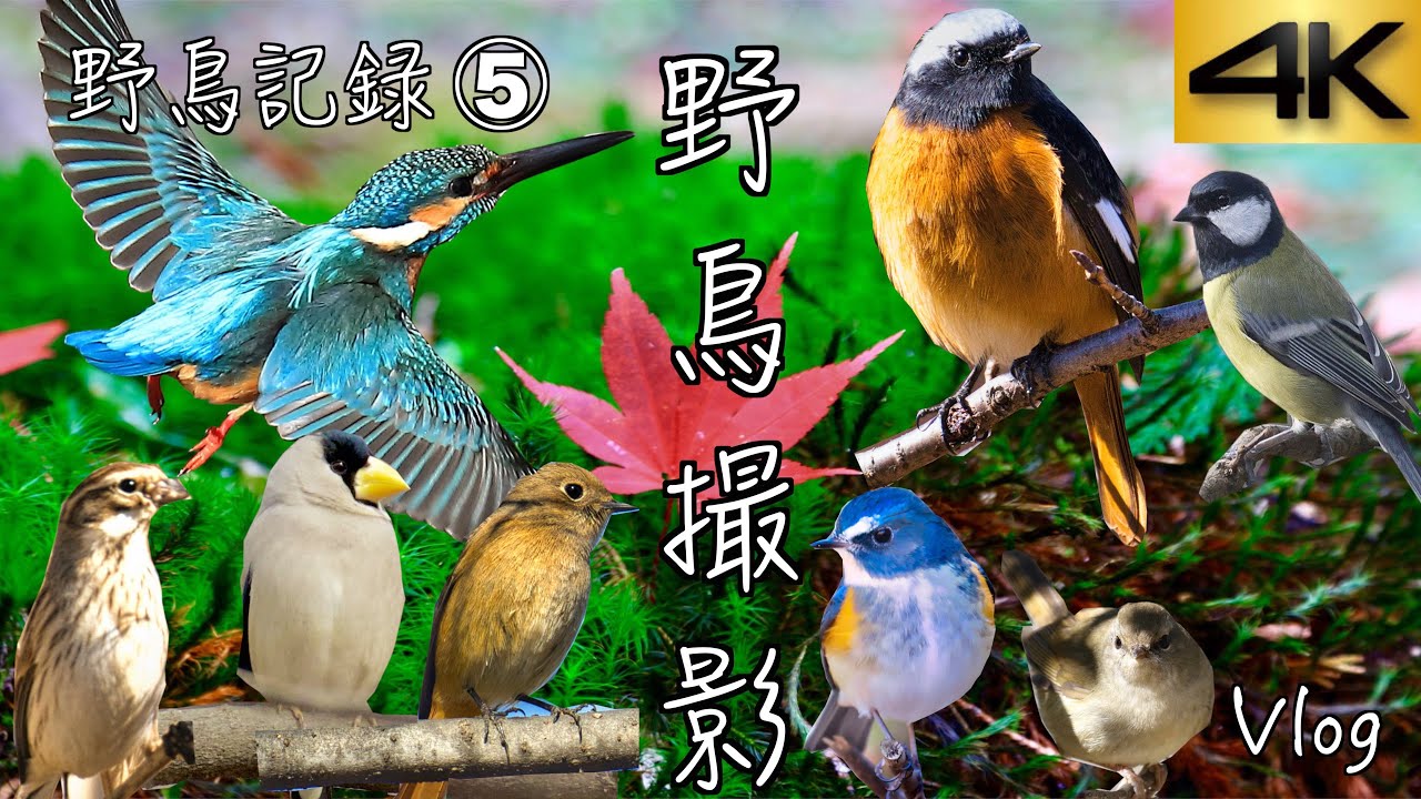 超可愛い小鳥さん達！東京で出会った小鳥をまとめてみた♫ 4k撮影【野鳥撮影】