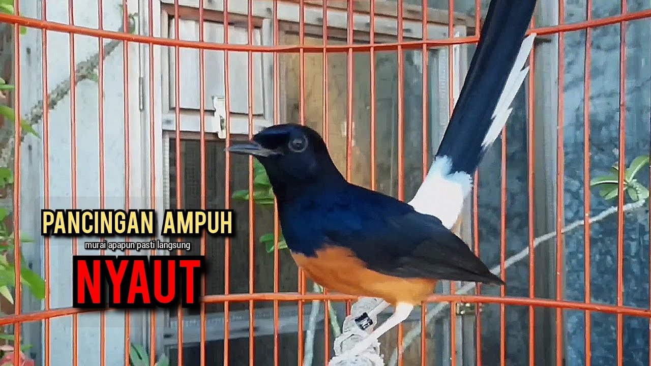murai batu gacor AMPUH buat PANCINGAN murai batu agar bunyi JADIKAN burung murai gacor EMOSI