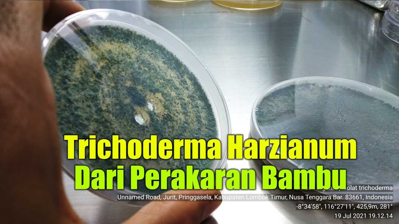Dapat Trichoderma Harzianum Dari Perakaran Bambu, Hasil Uji Lab BBPOPT Jatisari