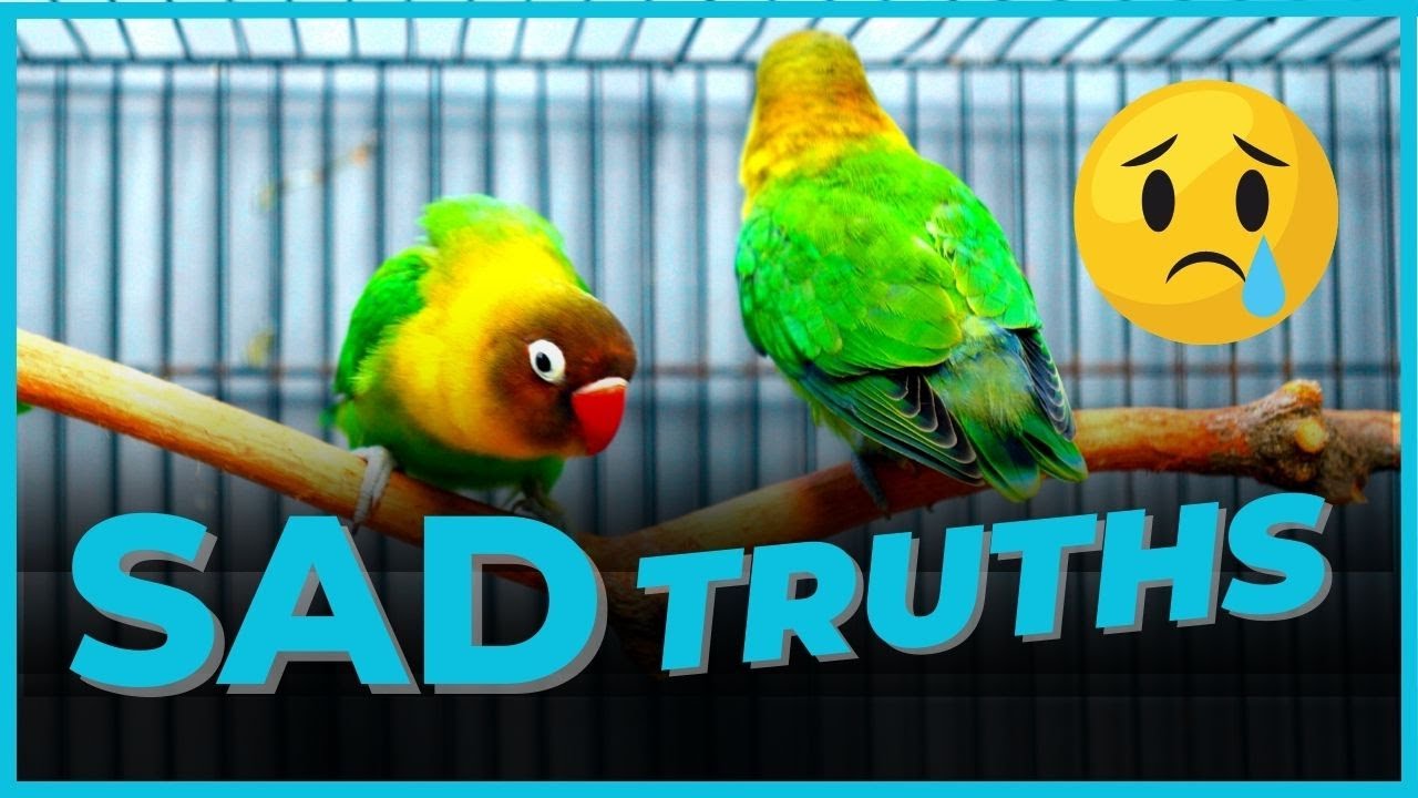 7 NAKAKALUNGKOT na KATUTUHANAN sa pag-BIBREED ng African Lovebirds