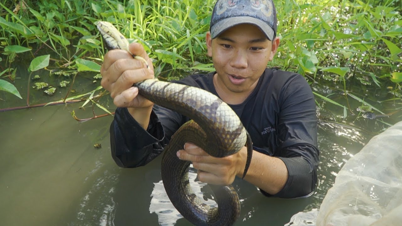 Đặc Sản Đất Rừng U Minh, Rắn "Ri Voi" Hầm Sả | Nét Quê 