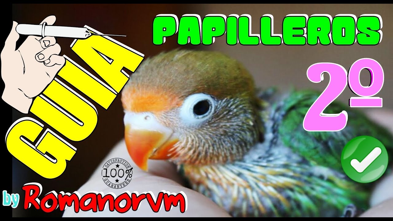 GUIA ALIMENTICIA (2/2) de 30 a 75 días Agapornis PAPILLEROS - METER JAULA, VOLAR, DAR SOLIDOS