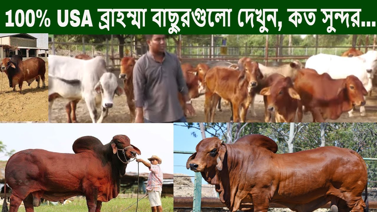 ১০০% আমেরিকান ব্রাহম্মা গরু | ঢুলিভিটায় একের পর এক বাচ্চা হচ্ছে | Brahman Cow | Bayezid Moral