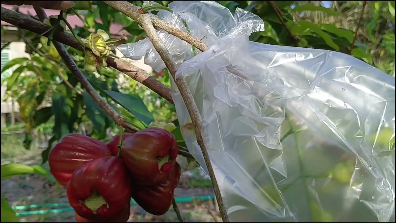 Cara membungkus & mengurangi bunga jambu Dalhari ( pemula)