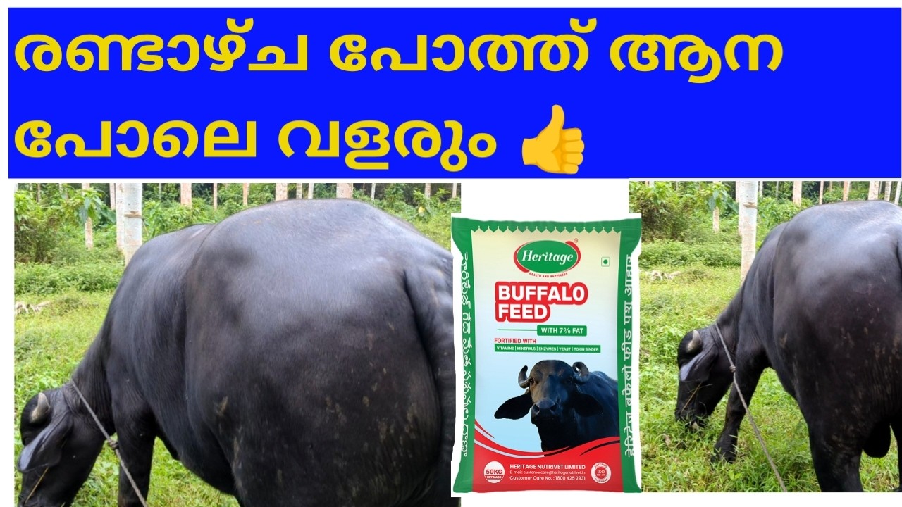 രണ്ടാഴ്ച മതി പോത്ത് ആന പോലെ |കയറി വരും /cattle market /