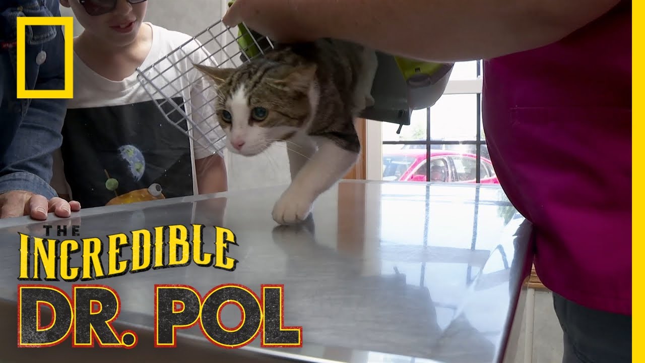 A Meow-tain of Cases | The Incredible Dr. Pol