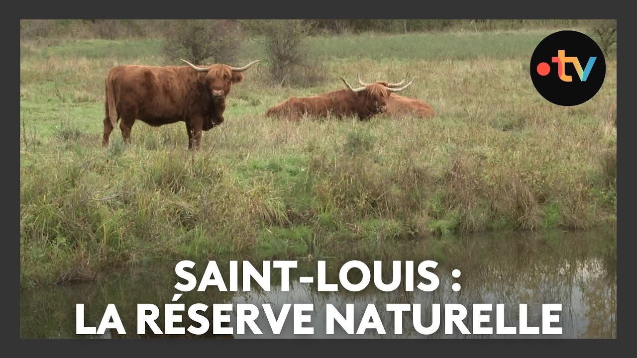 Un lieu, des histoires à Saint-Louis : la réserve naturelle - Episode 2/4