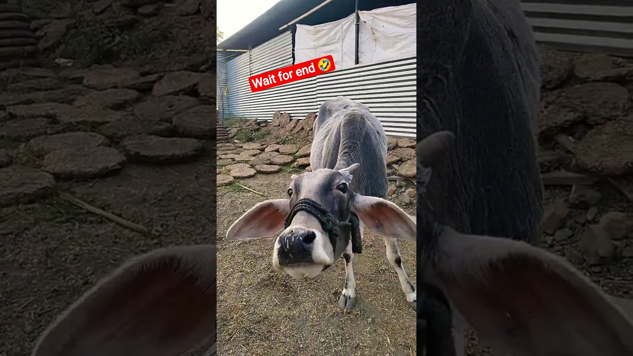 Funny Cow 