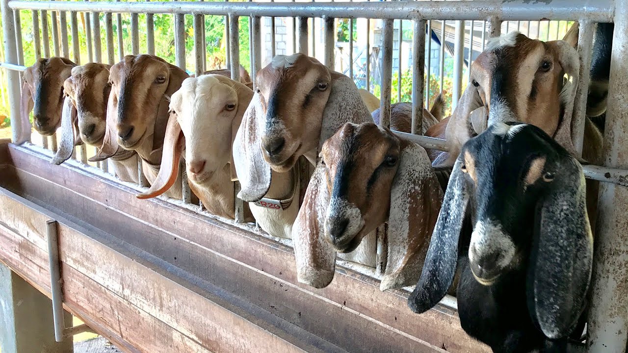 Dairy Goat Farm in the Philippines