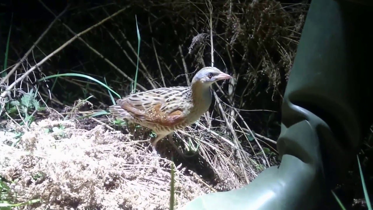 Corn Crake (Crex crex, kornknarr)