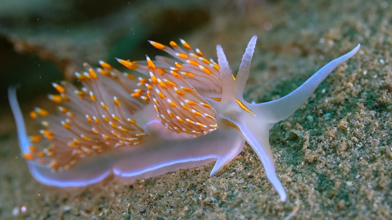 The Lilliputian World of San Carlos Beach, Monterey California