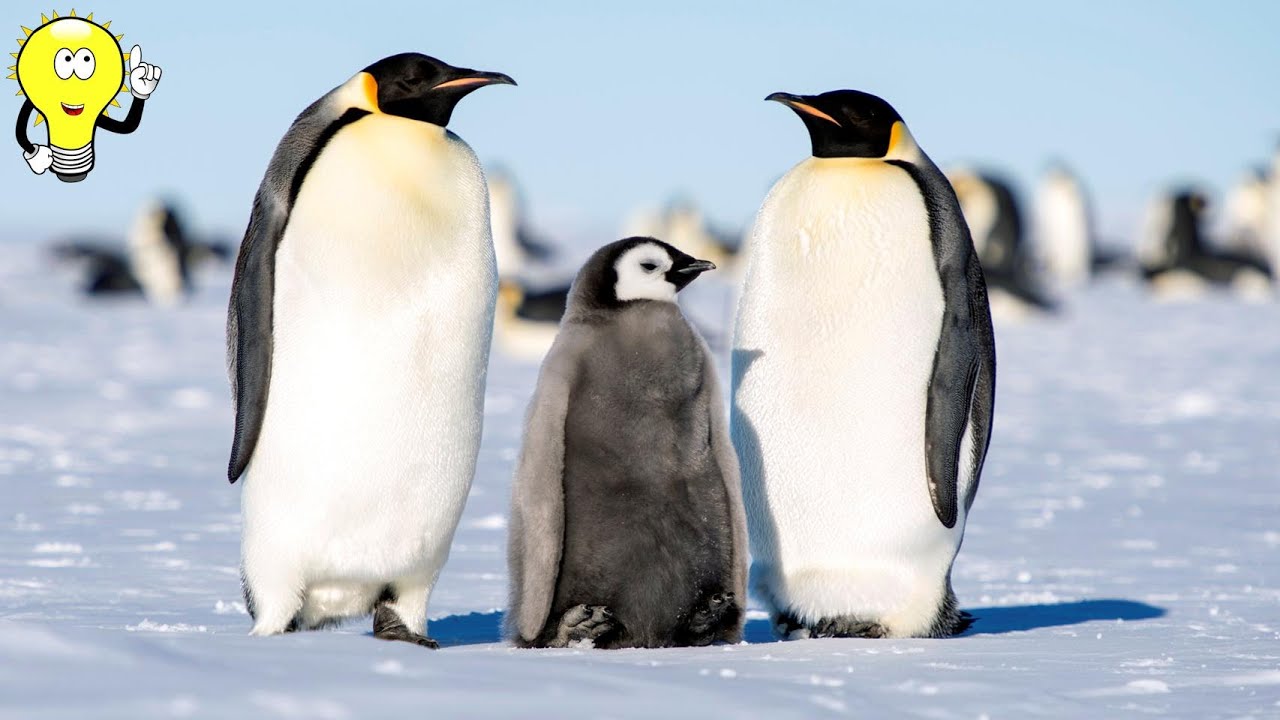 Emperor Penguins: The Ultimate Antarctic Survivors