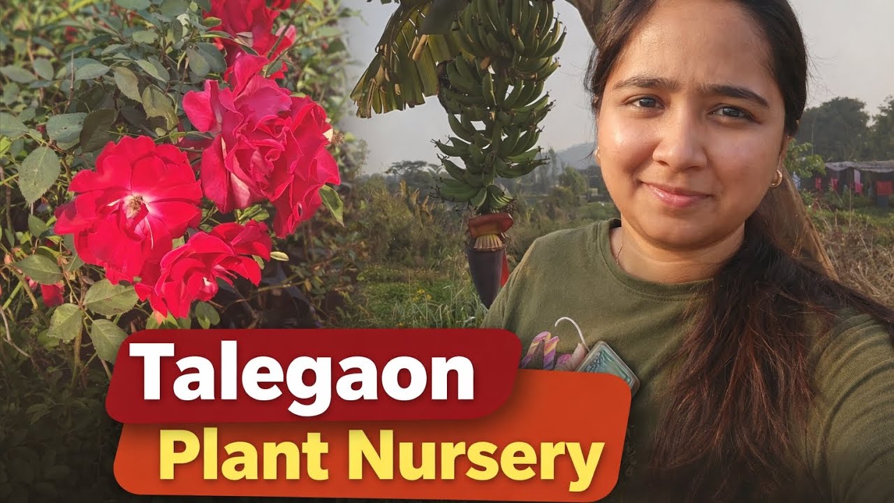 Exploring Talegaon Plant Nursery | Best Place for Plant Lovers 🌱 #talegaon #pune #plants 