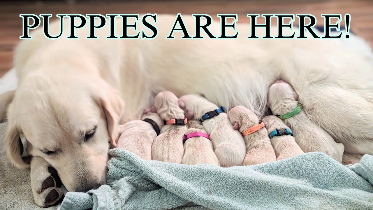 My Golden Retriever Gave Birth ( Whelped ) 9 Puppies ( The KitKat Litter )