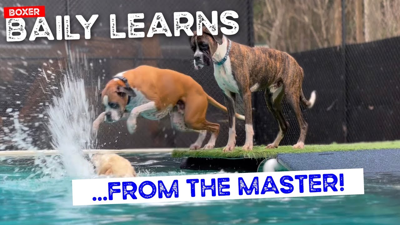 Bailey the Boxer learns from the Master, Milo the Cocker Spaniel does extra laps in his break