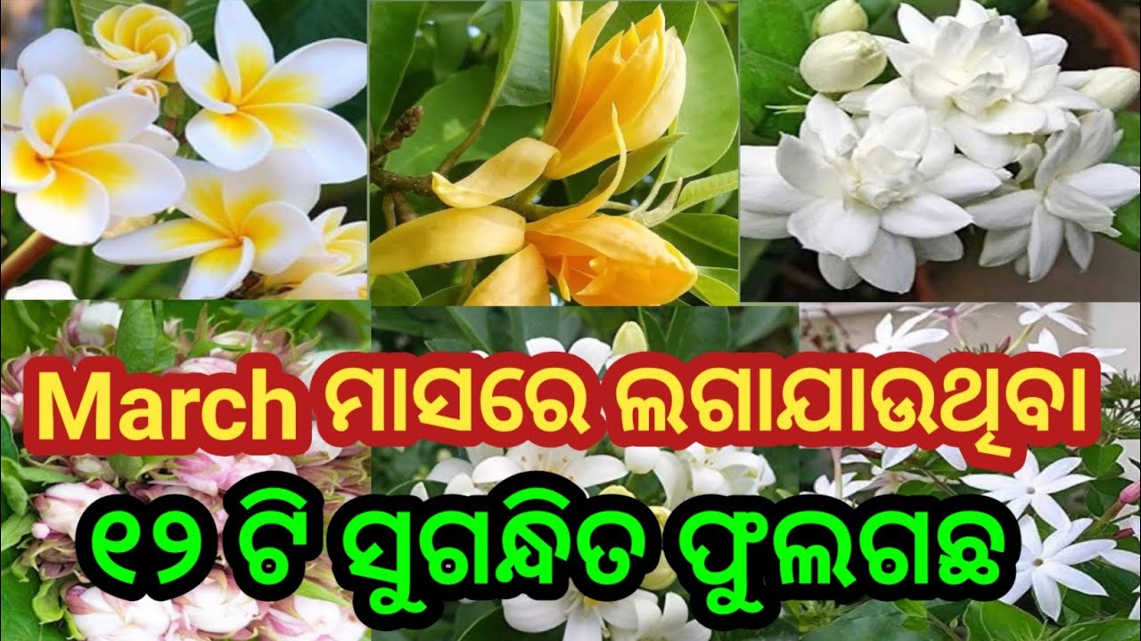 Top 12 Fragrant Flowers That Make Your Garden Smell Amazing ,Top  Most Fragrant Flowers in the India