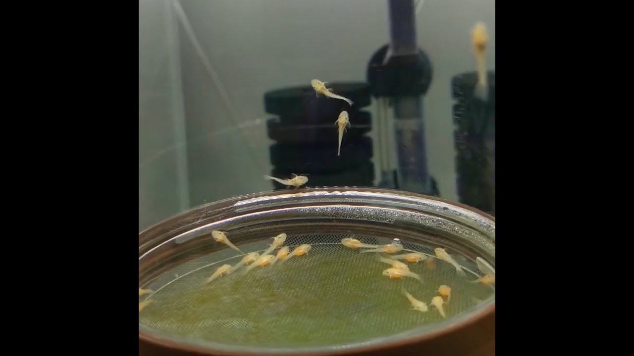 如何在家繁殖黃金大鬍子