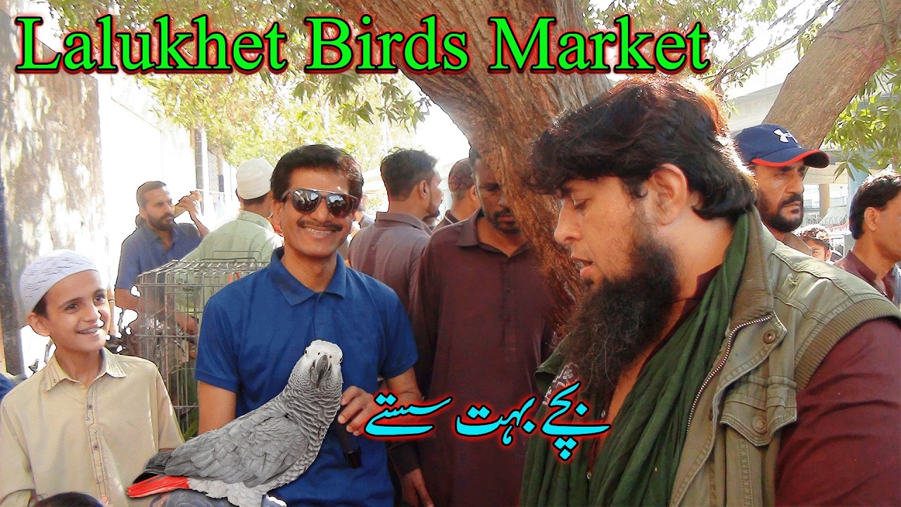 Lalukhet Exotic Parrots and Rare Birds Market Karachi 1-3-2026 Latest Update in Urdu | سوق الطيور