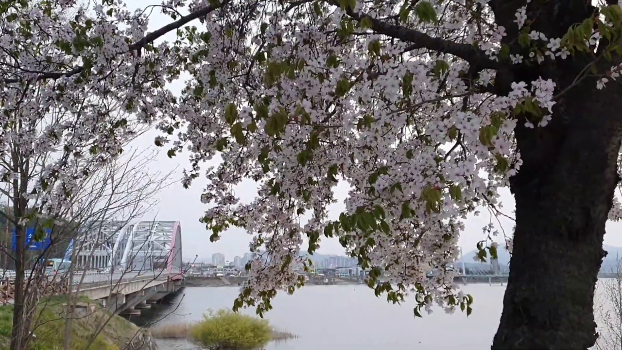Soyanggang Skywalk at Chuncheon Gangwon soyang bridge 2소양강 스카이워크 Amazing Korea