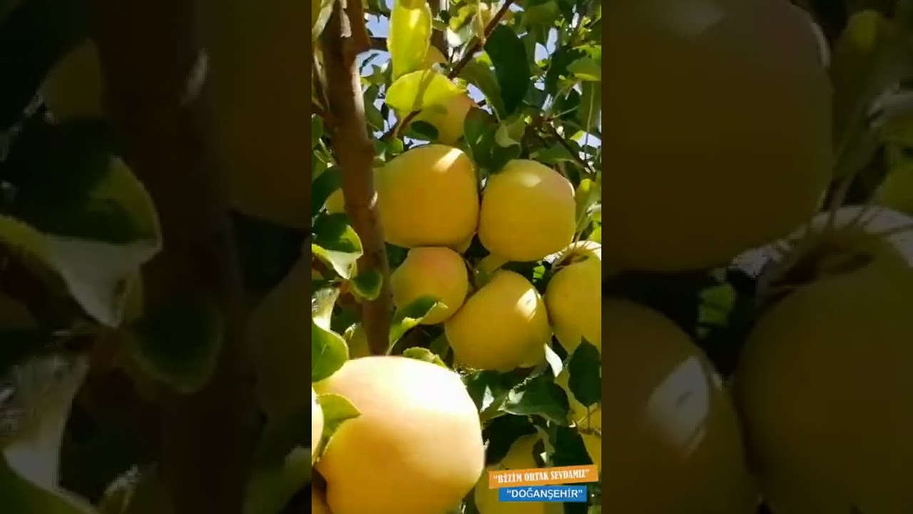 #doğanşehir