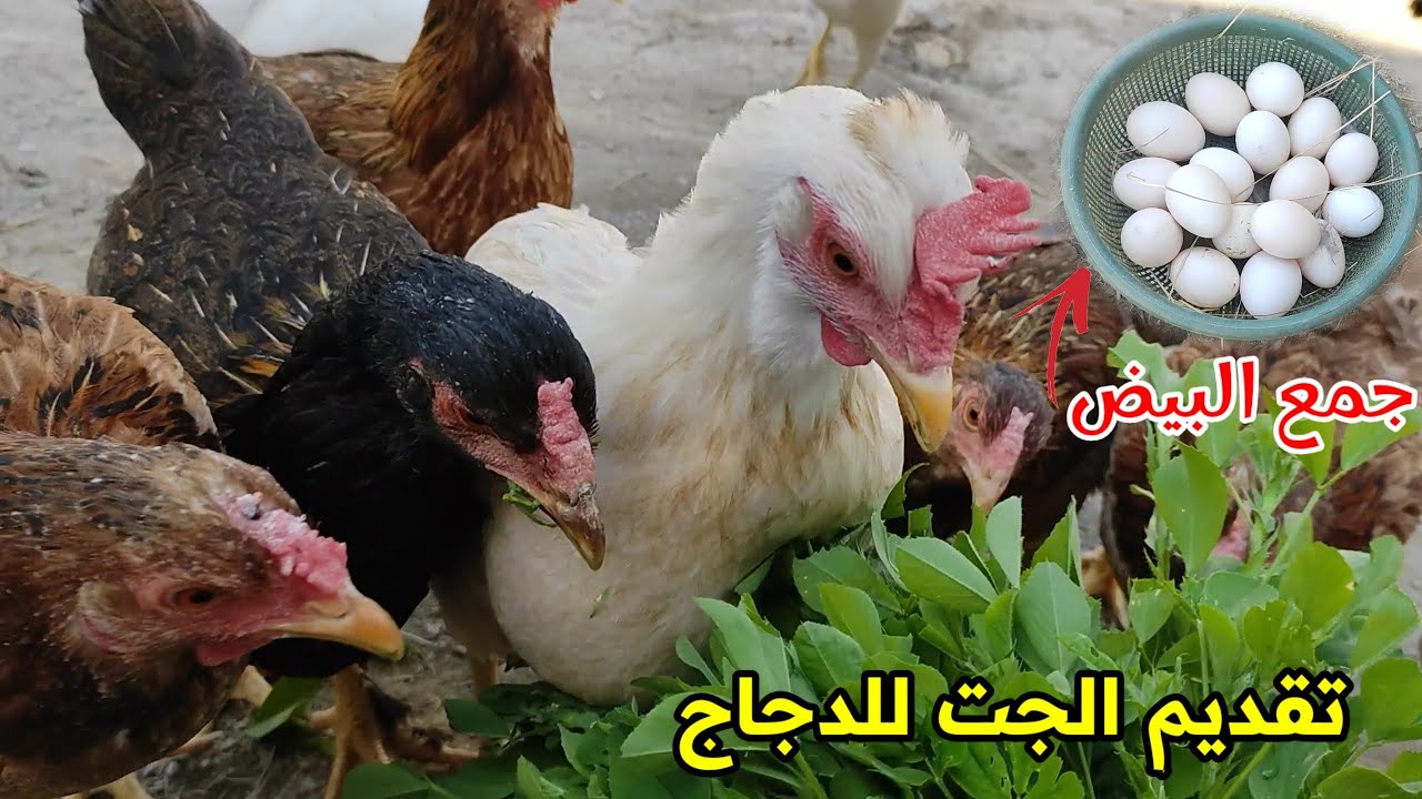 بناء رفوف لنوم الدجاج 🐔 جمعت البيض + نطيتهم جت