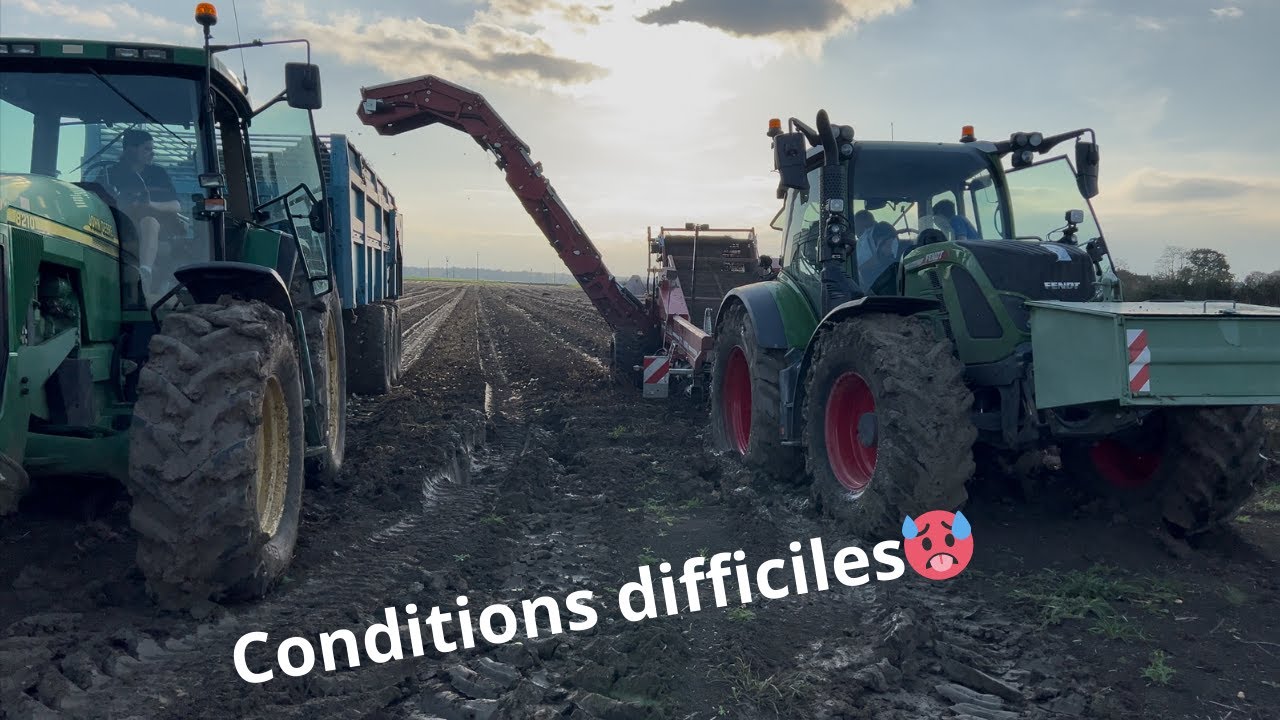conditions difficiles à la récolte des oignons 2024 🥵