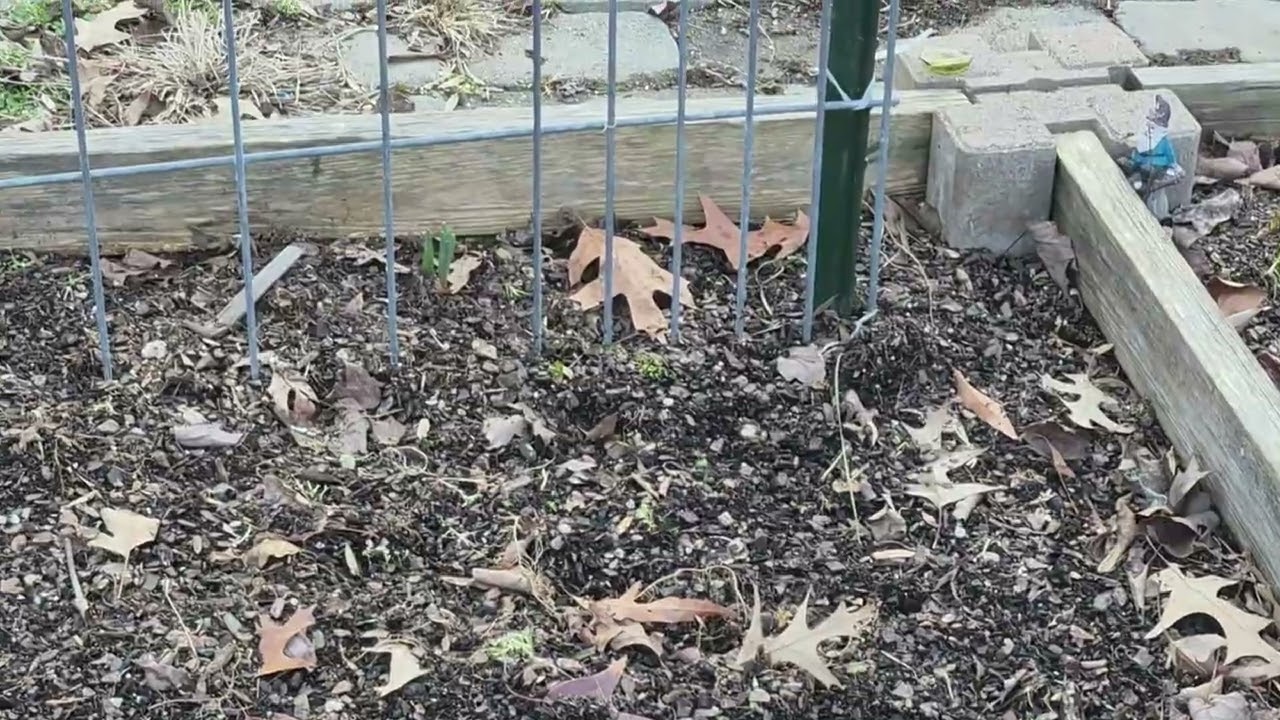 2026.02 State of my Garden