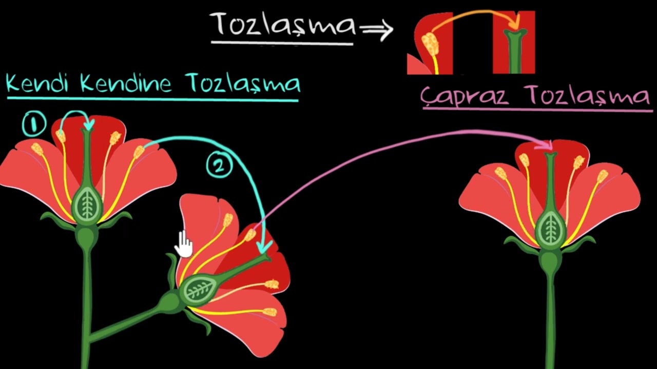 Tozlaşma (Fen Bilgisi)