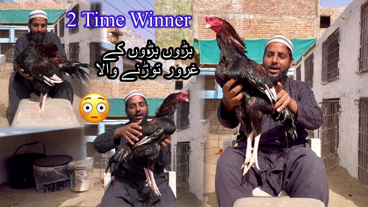 2 Time Winner King Of My Farm 😳 ایسے برڈ بہت کم دیکھنے کو ملتے ہی