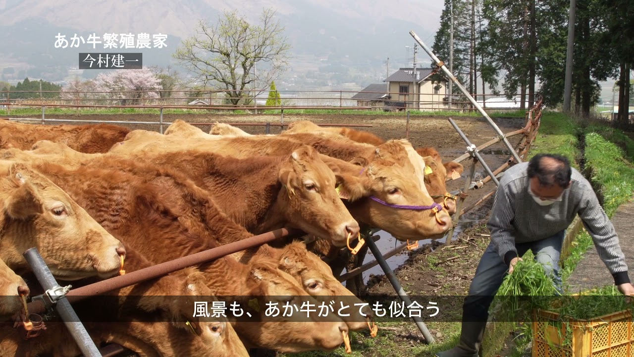 あか牛ありがとう vol1